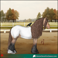 Horse Color:Bay Dun Appaloosa 