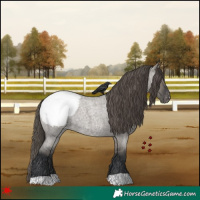 Horse Color:Grullo Roan Appaloosa Rabicano 
