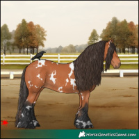 Horse Color:White Spotted Bay Rabicano 