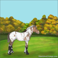 Horse Color:White Spotted Bay Dun Appaloosa 