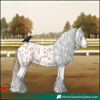 Horse Color:Bay Dun Tobiano Appaloosa 