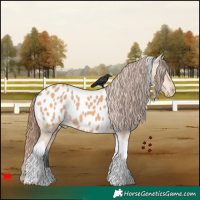 Horse Color:Bay Dun Tobiano Appaloosa