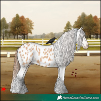 Horse Color:Bay Dun Tobiano Appaloosa 