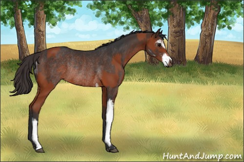 Horse Color:Bay Sabino Rabicano and Brown Sabino Rabicano