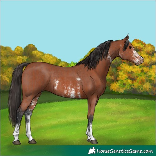 Horse Color:Bay Sabino Rabicano  and Bay Sabino Rabicano 