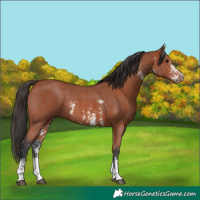 Horse Color:Bay Sabino Rabicano and Bay Sabino Rabicano