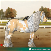 Horse Color:White Spotted Palomino Dun 