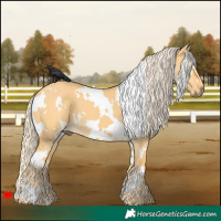 Horse Color:White Spotted Palomino Dun 