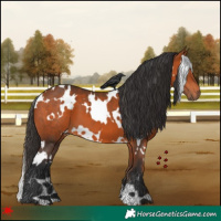 Horse Color:White Spotted Bay 