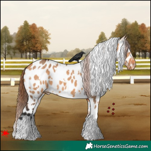 Horse Color:White Spotted Bay Dun Appaloosa 