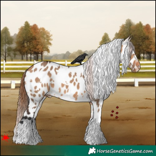 Horse Color:White Spotted Bay Dun Appaloosa 