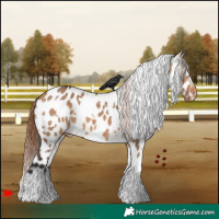 Horse Color:White Spotted Bay Dun Appaloosa 
