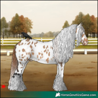 Horse Color:White Spotted Bay Dun Appaloosa