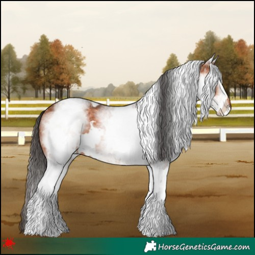 Horse Color:White Spotted Bay 