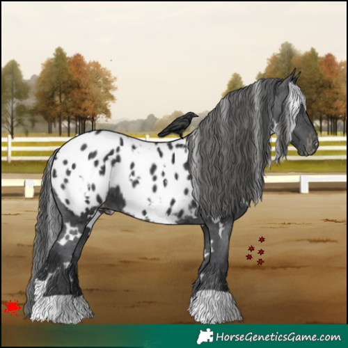 Horse Color:White Spotted Black Appaloosa 