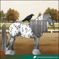 Horse Color:White Spotted Black Appaloosa 