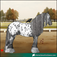 Horse Color:White Spotted Black Appaloosa