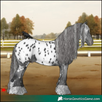 Horse Color:White Spotted Black Appaloosa 