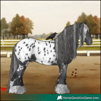 Horse Color:White Spotted Black Appaloosa