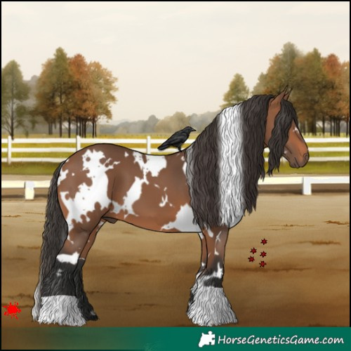 Horse Color:White Spotted Bay 