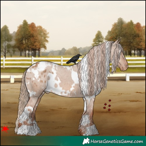 Horse Color:White Spotted Red Dun Appaloosa 