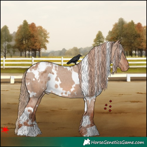 Horse Color:White Spotted Red Dun Appaloosa 
