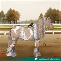 Horse Color:White Spotted Red Dun Appaloosa