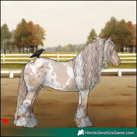 Horse Color:White Spotted Red Dun Appaloosa