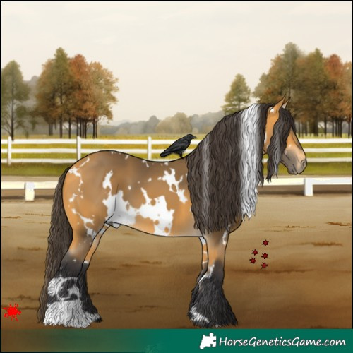 Horse Color:White Spotted Buckskin 