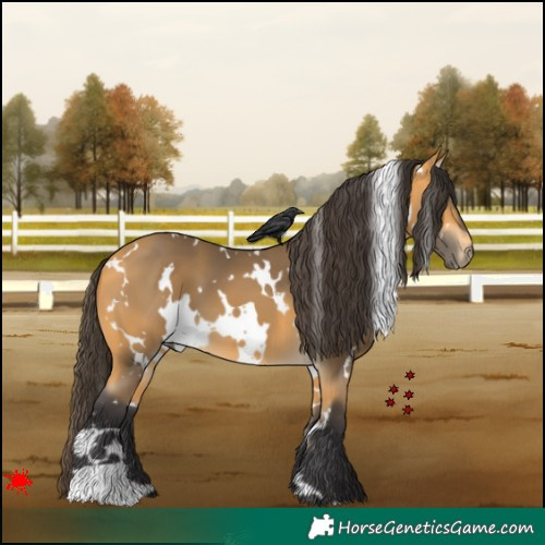 Horse Color:White Spotted Buckskin 