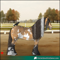Horse Color:White Spotted Buckskin 