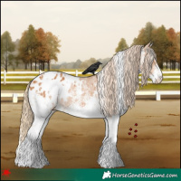 Horse Color:White Spotted Chestnut Appaloosa Rabicano 