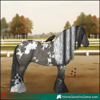 Horse Color:White Spotted Grullo Rabicano