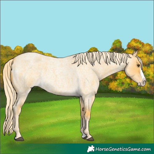 Horse Color:Palomino Roan Dun Splash 