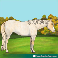 Horse Color:Palomino Roan Dun Splash 