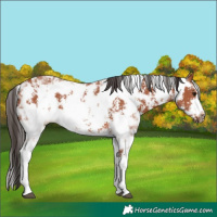 Horse Color:Bay Sabino Rabicano  and Bay Sabino Frame Rabicano 