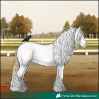 Horse Color:Chestnut Near Fewspot