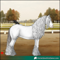 Horse Color:Liver Chestnut Splash Frame Appaloosa 