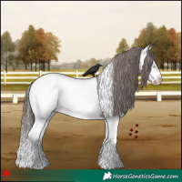 Horse Color:Liver Chestnut Splash Frame Appaloosa 