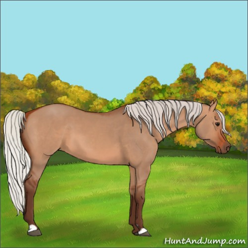 Horse Color:Silver Bay Dun 