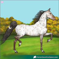 Horse Color:Liver Red Dun Appaloosa