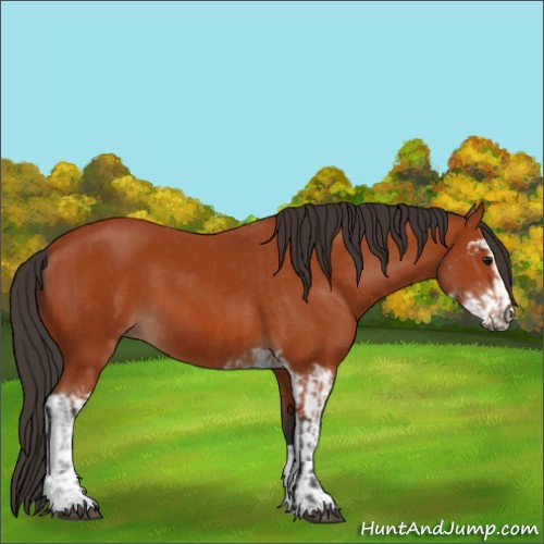 Horse Color:Unknown 