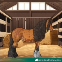 Horse Color:Bay Sabino Rabicano  and Buckskin Sabino Rabicano 