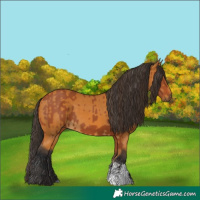 Horse Color:Bay Sabino Rabicano  and Buckskin Sabino Rabicano 