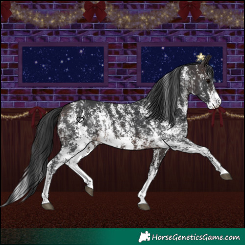 Horse Color:Brown Sabino Rabicano and Brown Sabino Rabicano
