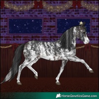 Horse Color:Brown Sabino Rabicano  and Brown Sabino Rabicano 