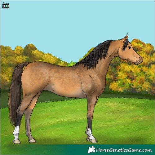 Horse Color:Buckskin