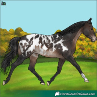 Horse Color:Brown Appaloosa 