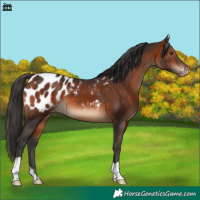 Horse Color:Bay Appaloosa 