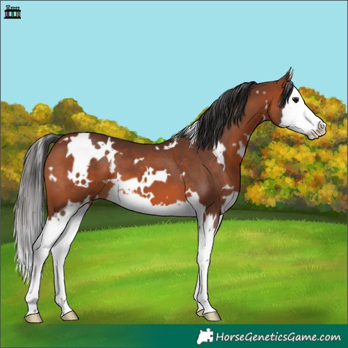 Horse Color:White Spotted Bay Splash